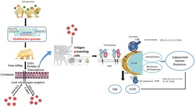 Genetic resilience in chickens against bacterial, viral and protozoal pathogens